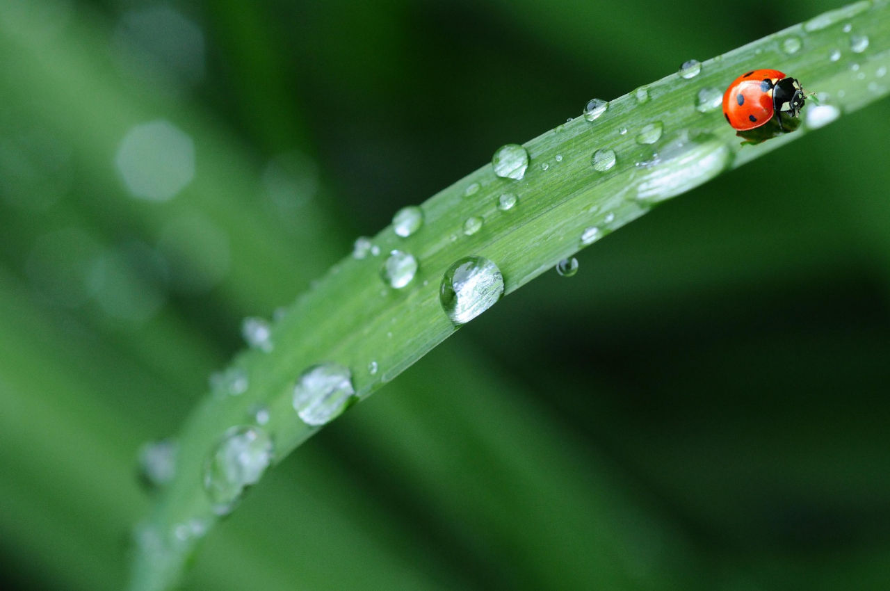 Photo d'un brin d'herbe avec des goutelettes d'eau et une coccinelle